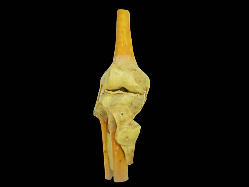 knee joint