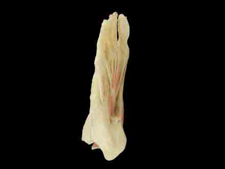 middle muscle of foot plastinated specimen
