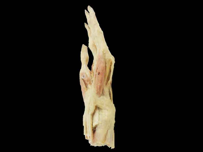 middle muscle of human hand