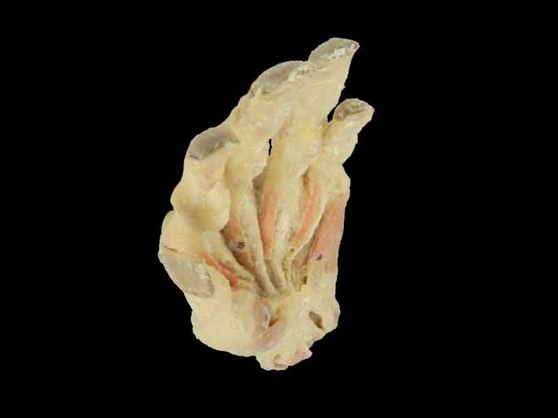 middle muscle of human hand plastination