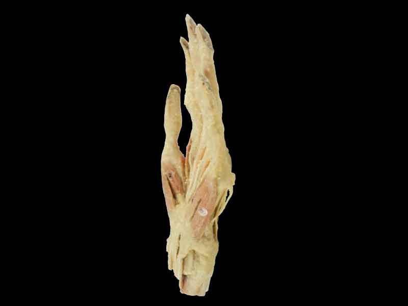 middle muscle of human hand specimen for sale