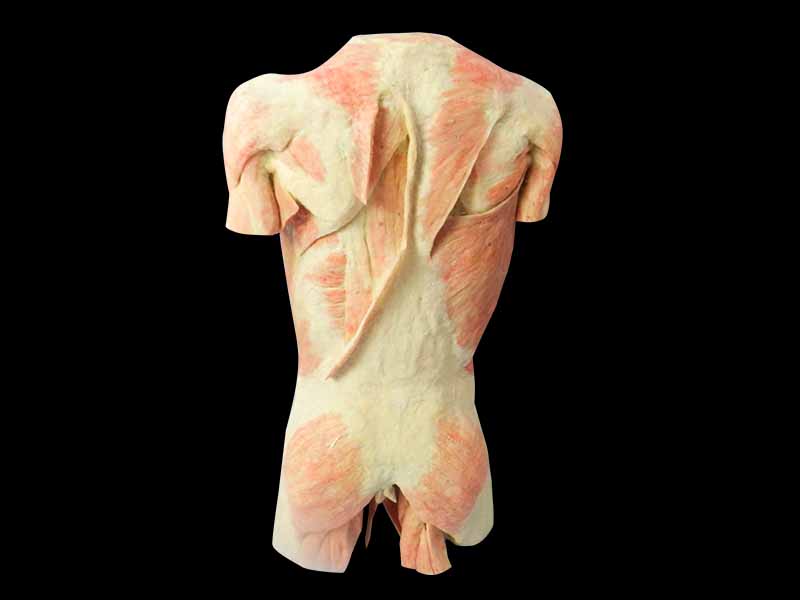 Muscles of the trunk