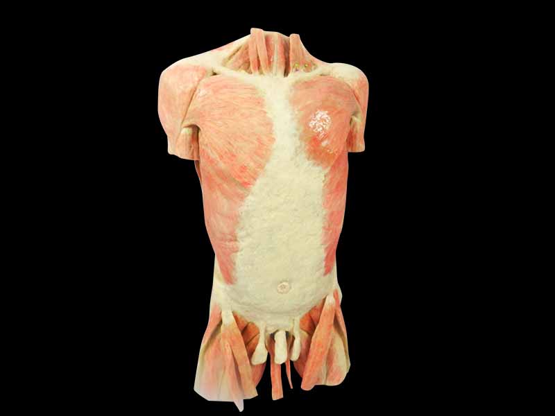Muscles of the trunk plastination