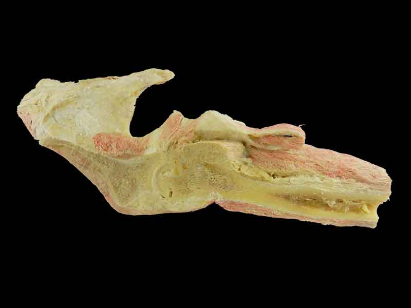 sagittal section of   hip joint plastinated specimen