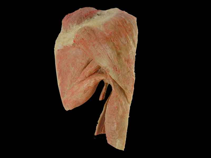 sagittal section of shoulder joint muscle