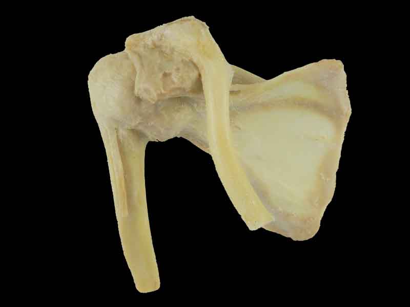 shoulder joint human specimen