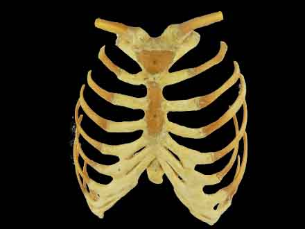 Sternum,stemocostal and costochondoral junction