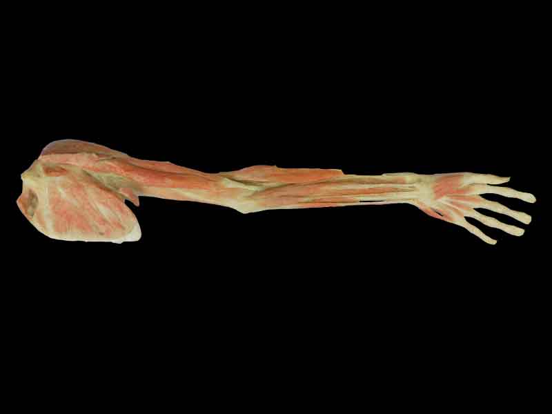 superficial and deep muscles of upper limb for sale
