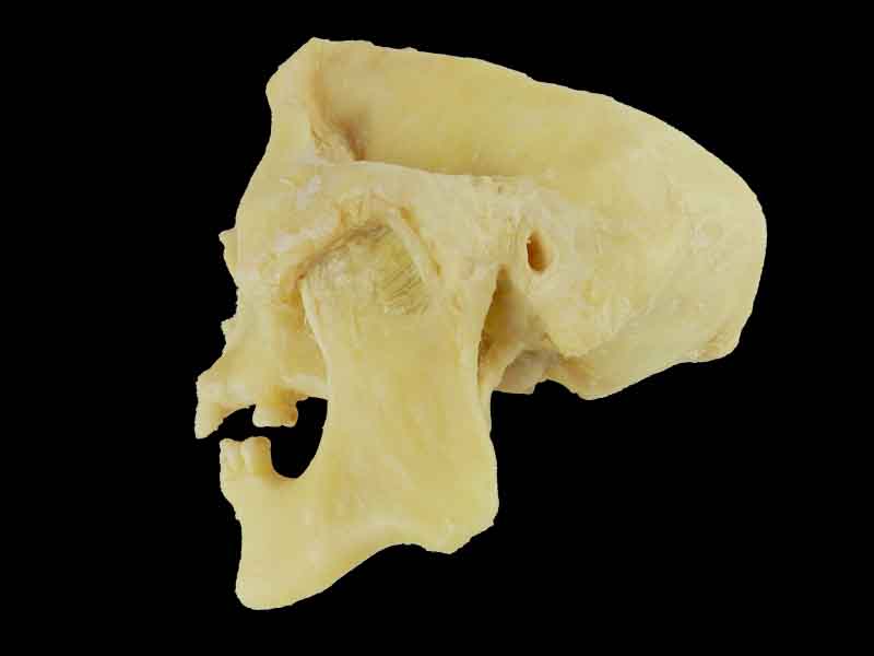 temporomandibular articulation