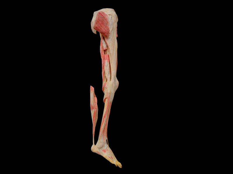 lower limb plastinated specimen