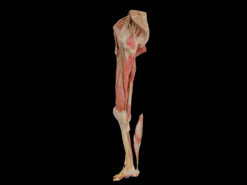 lower limb specimen