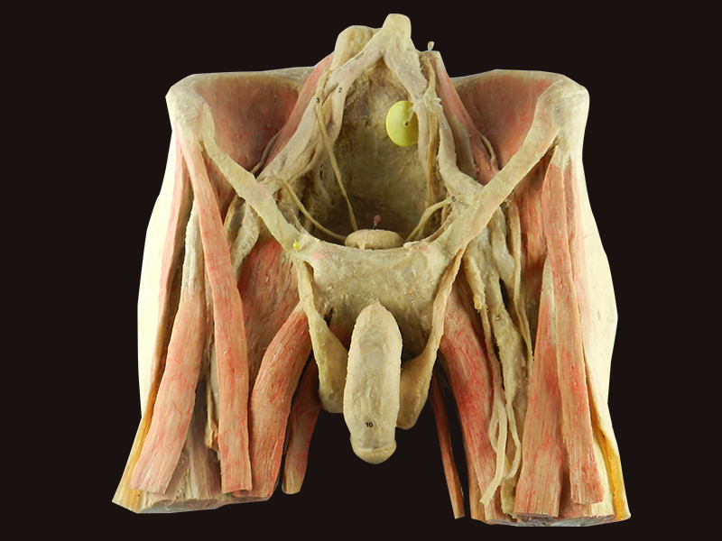 Male pelvic organs human plastinated specimen for sale,male pelvis