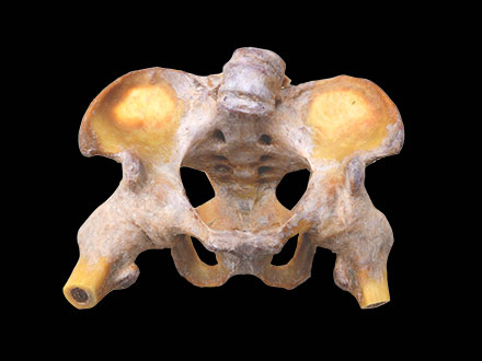 male pelvis and hip joint