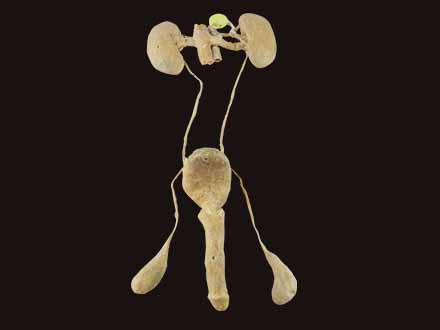 male urogenital system human plastination