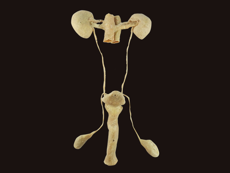 male urogenital system human plastination