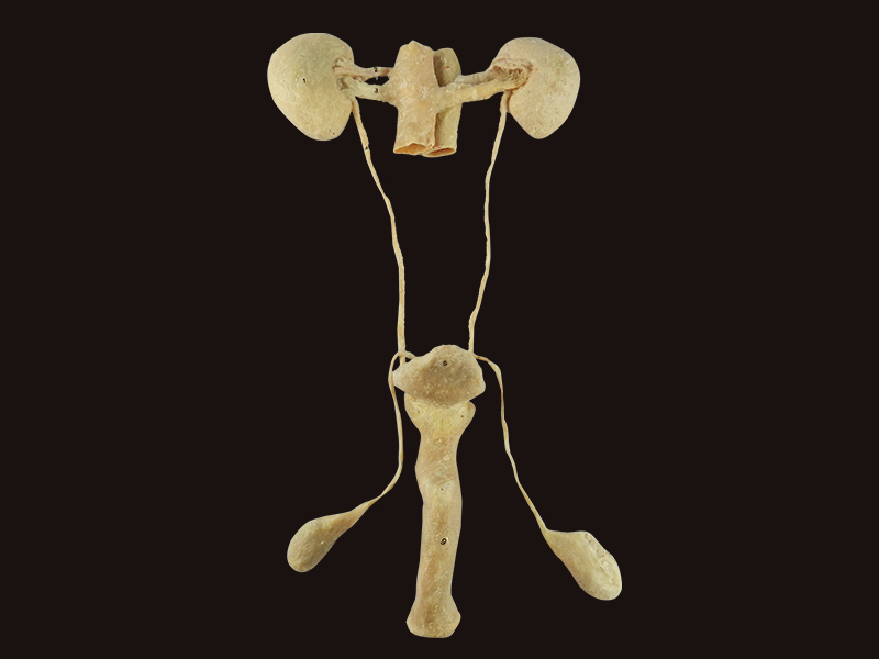 male urogenital system plastination specimen