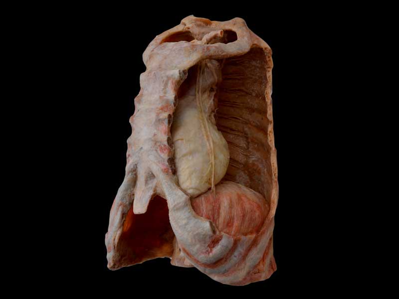 Mediastinal organs and diaphragm plastinated specimen