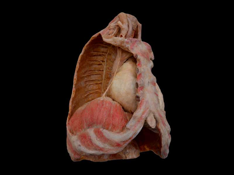 Mediastinal organs and diaphragm specimen
