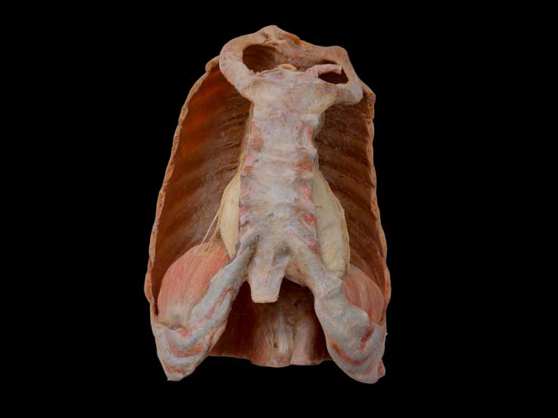 Mediastinal organs and diaphragm