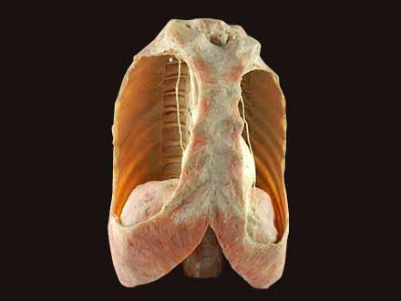 Mediastinal viscera with thorax specimen