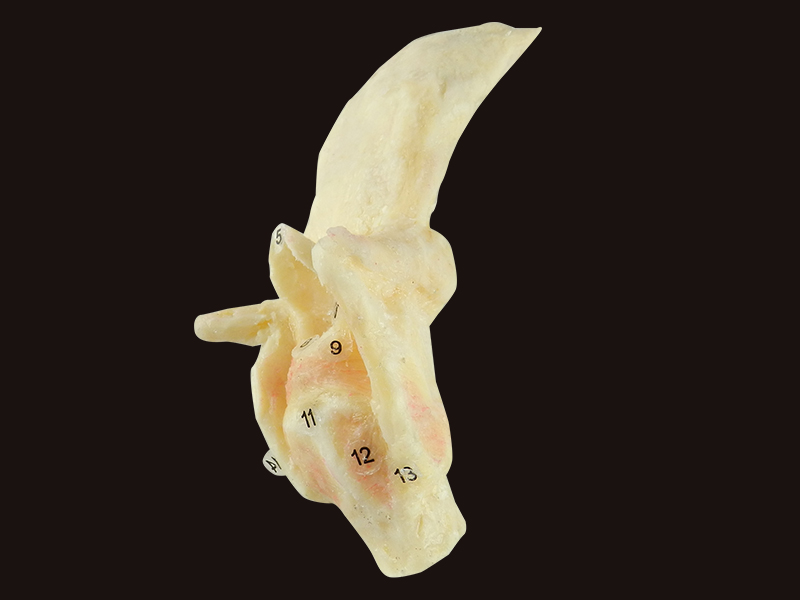 medical specimen