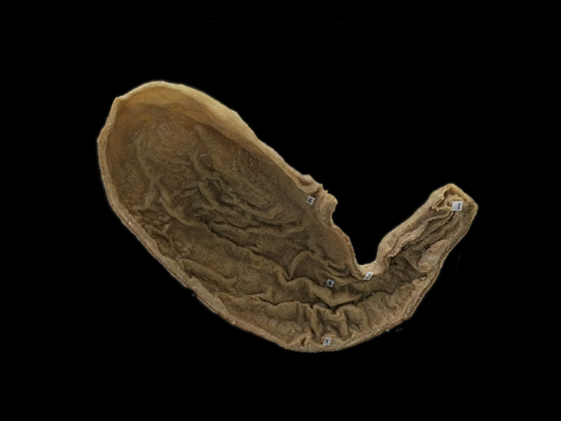 Mucosal membrane of the stomach plastianted specimens(scientific specimens) 