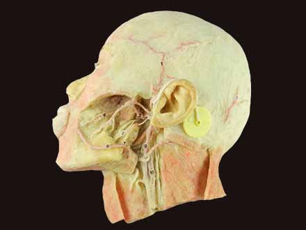 Muscles of nek and carotid shealh