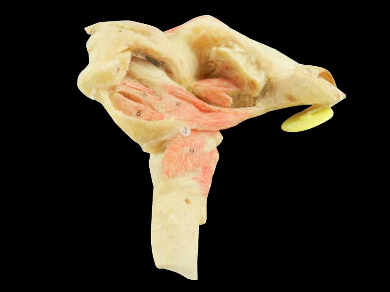 Musles of tongue plastinated specimen