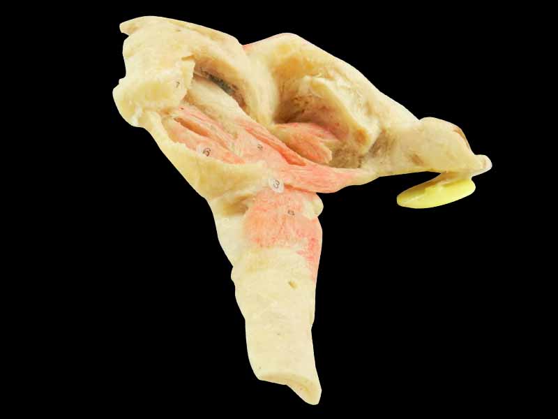 Musles of tongue teaching specimen