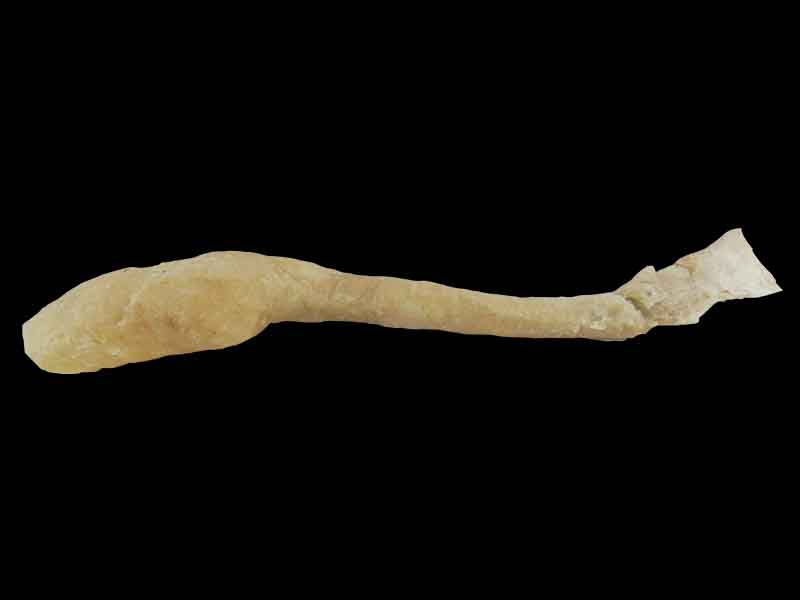 Oesophagus specimen for sale
