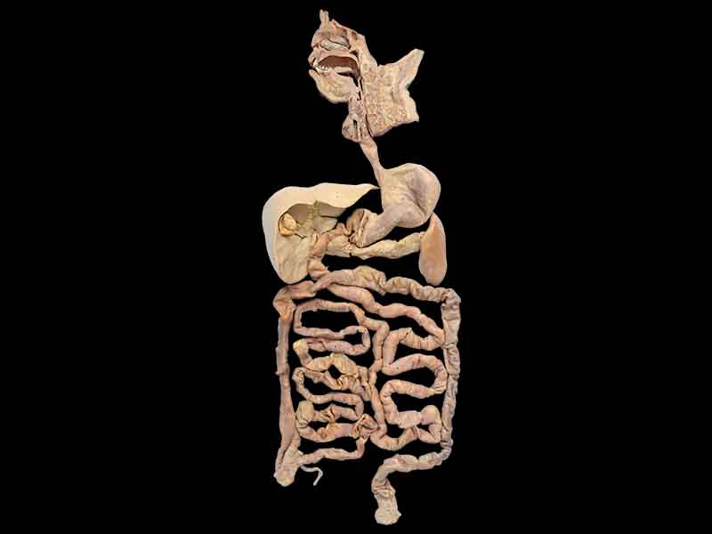 overview of digestive system plastinated specimen