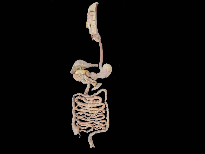 overview of digestive system