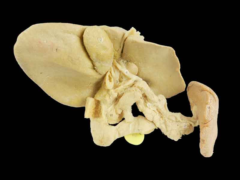 Pancreas spleen and duodenum in vitro