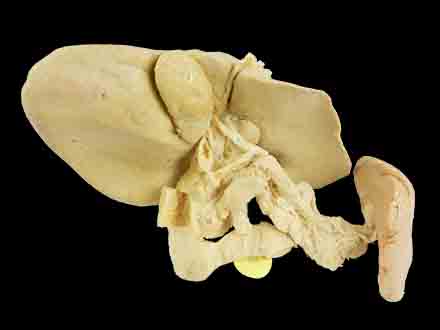 Pancreas spleen and duodenum in vitro