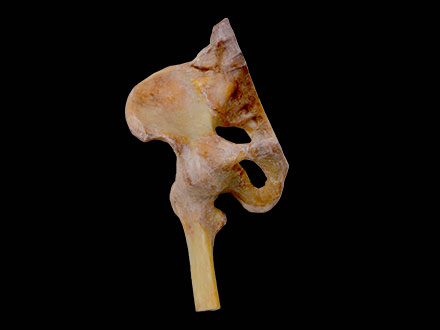 pelvis ligaments plastinated specimen