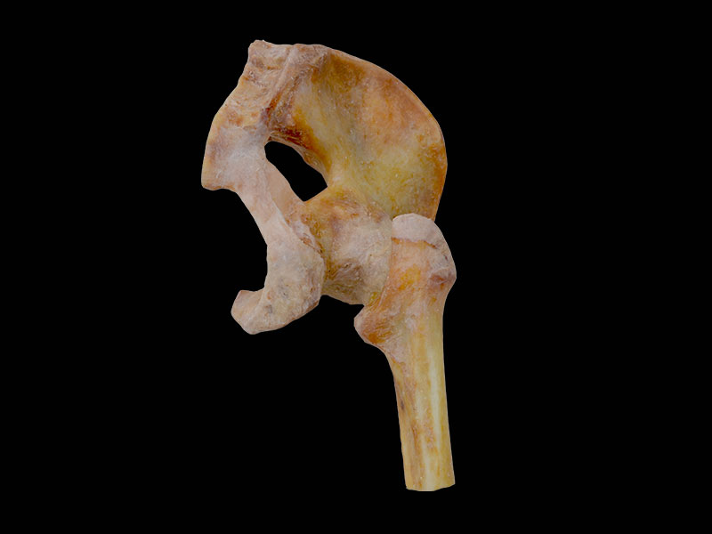 pelvis ligaments plastinated specimen
