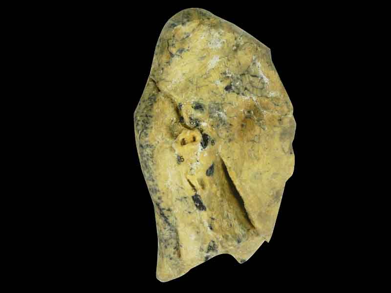 L-Lung teaching specimen