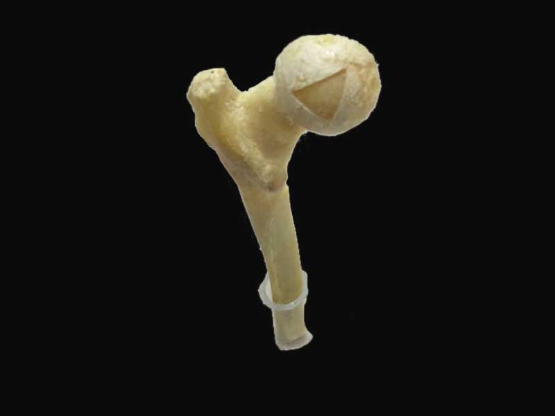 Bone structure plastinated specimens(preserved medical specimens ) 