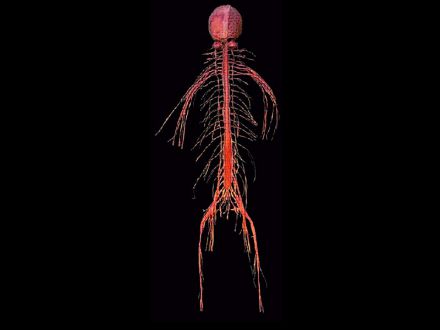 Brain and spinal cord plastinated specimens 