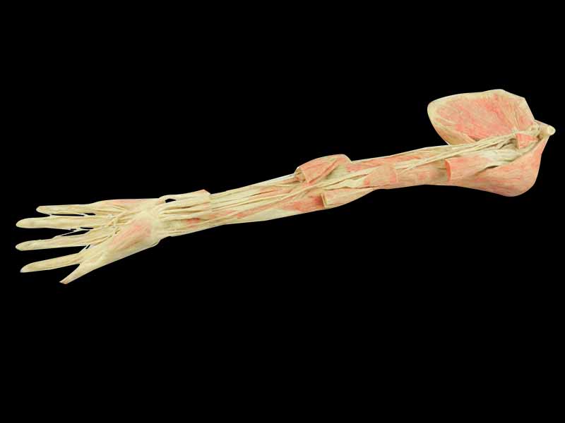 Deep vascular nerve of upper limb