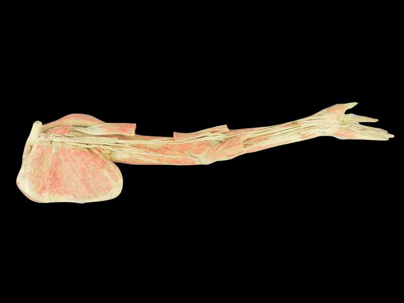 Deep vascular nerve of upper limb plastinated specimen