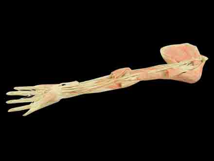 Deep vascular nerve of upper limb