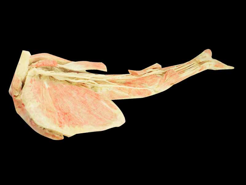 Human deep vascular nerve of upper limb