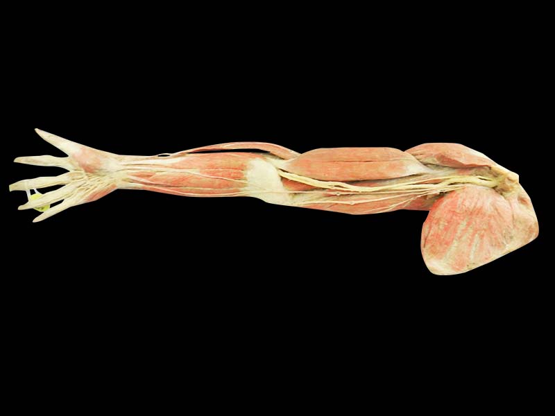 Superficial blood vessels and nerves of upper limb