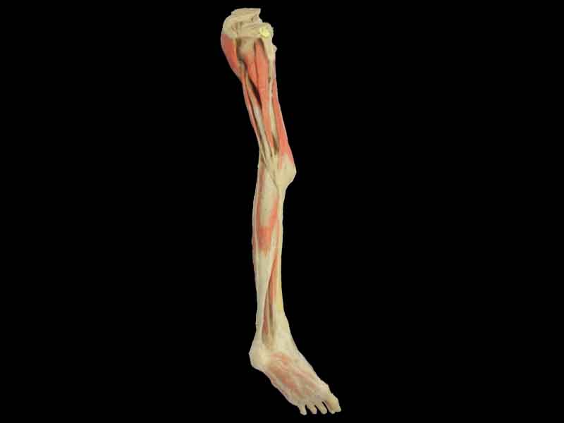 Superficial blood vessles and nerves of lower limb