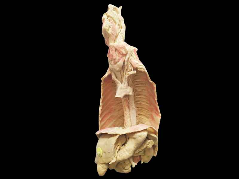Stomach and oesophagus plastinated specimen