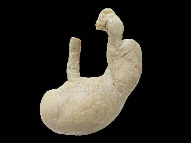 stomach specimen plastination