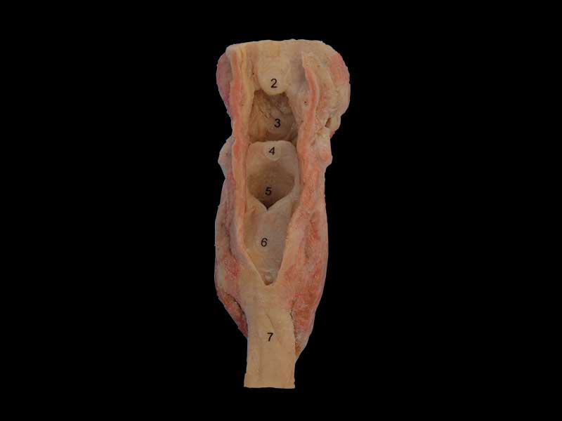 Structure of larynx