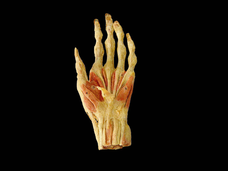 superficial muscle of human hand