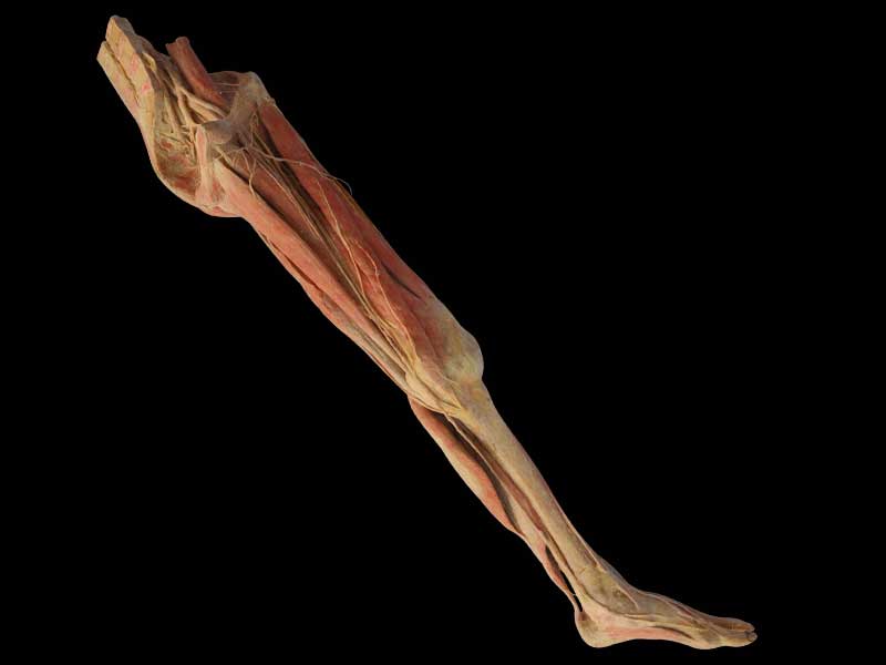 Superficial vein and nerve of lower limb